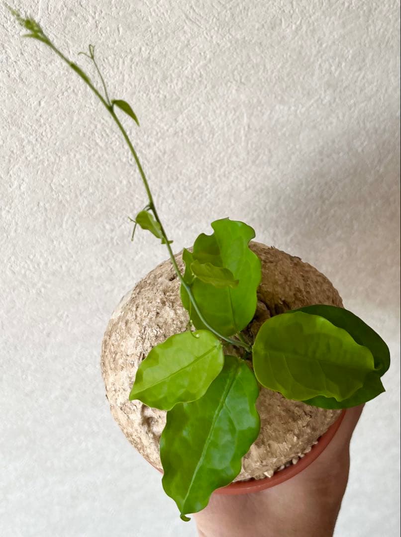 【激レア/大株/塊根植物】アデニア ペナンギアナ 鉢植え