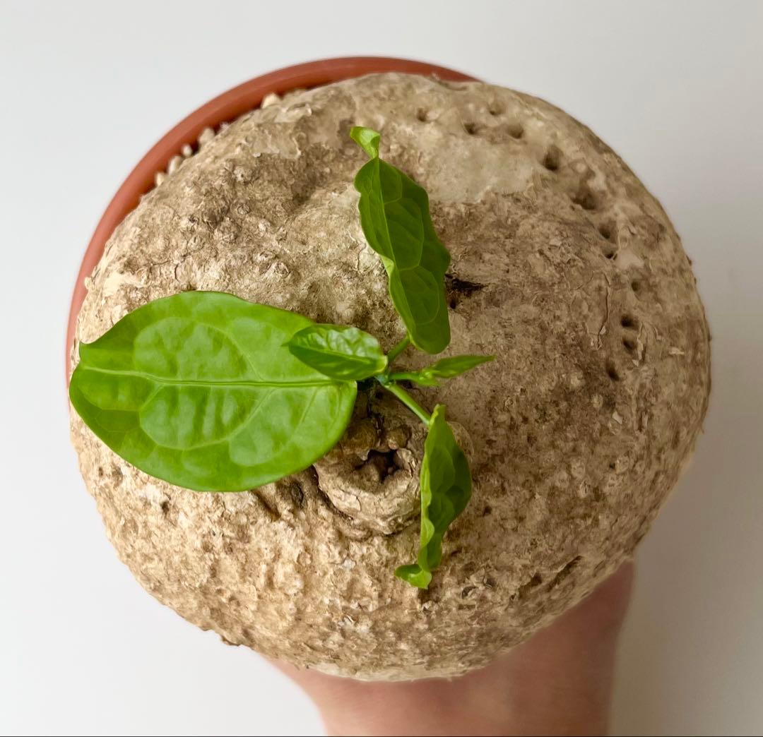 【激レア/大株/塊根植物】アデニア ペナンギアナ 鉢植え