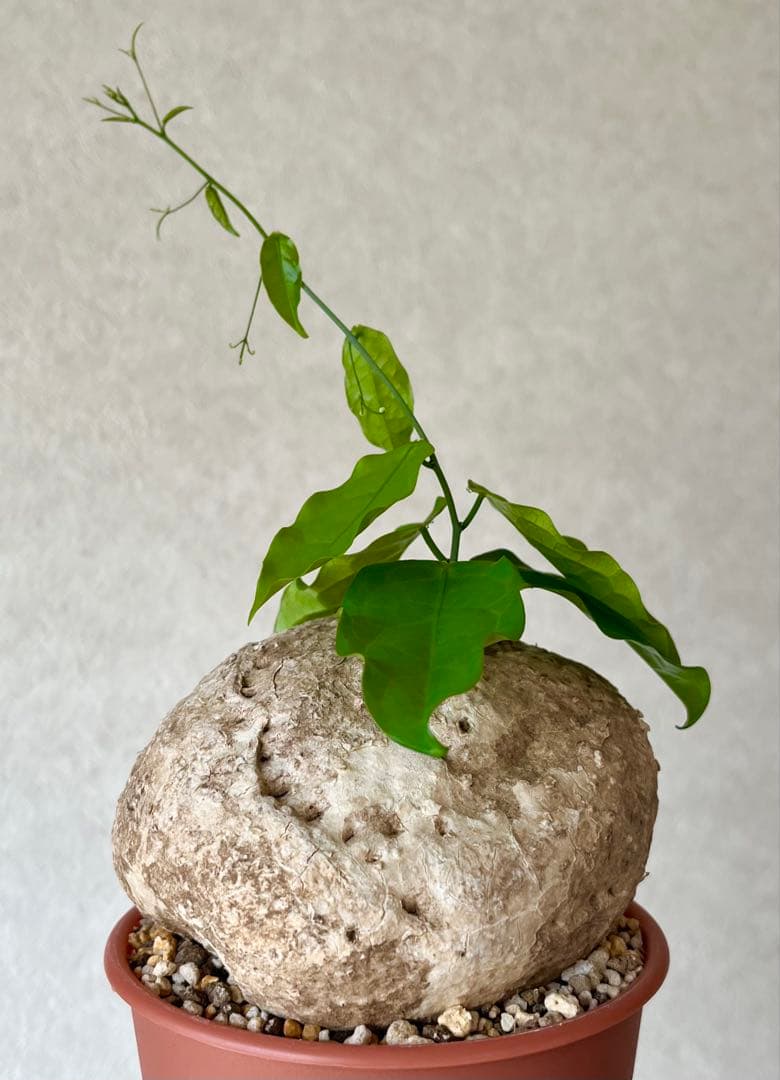 【激レア/大株/塊根植物】アデニア ペナンギアナ 鉢植え