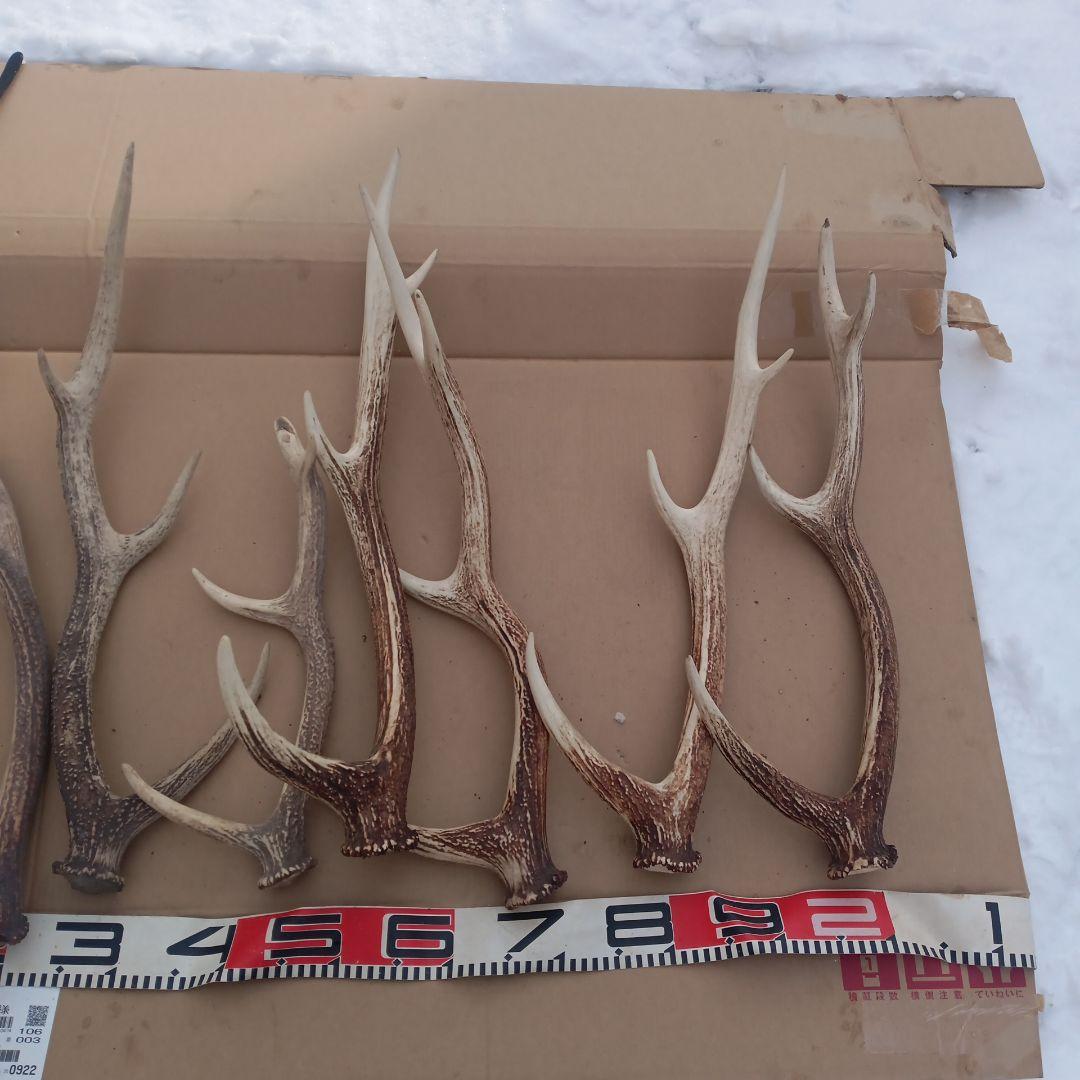 S*i様 蝦夷鹿の角　犬用おもちゃ 工芸品などに4番