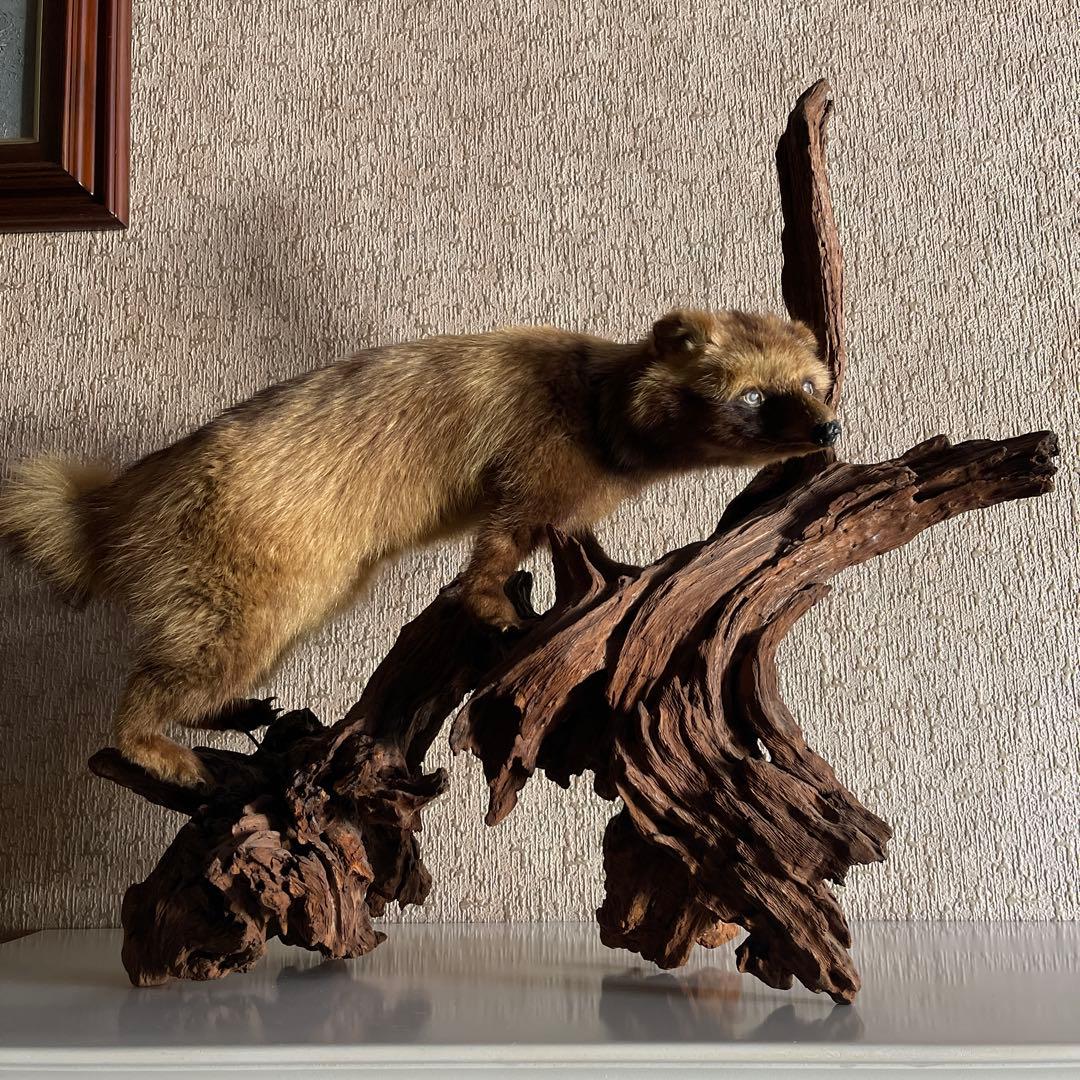『美品』タヌキ剥製 木製　流木台座付き