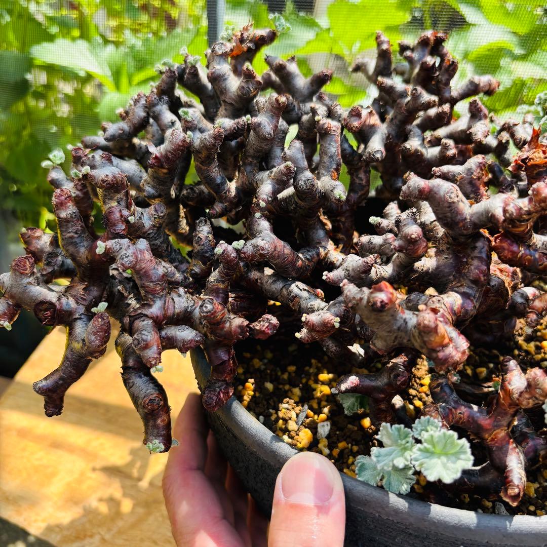 SALE！バランス最高株 休眠明け ペラルゴニウム ミラビレ 現地株 現地球