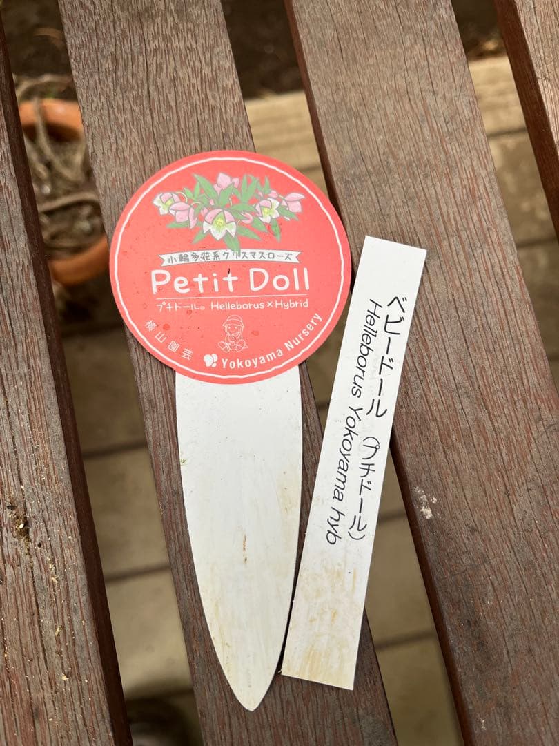 クリスマスローズ　ベビードール　横山園芸