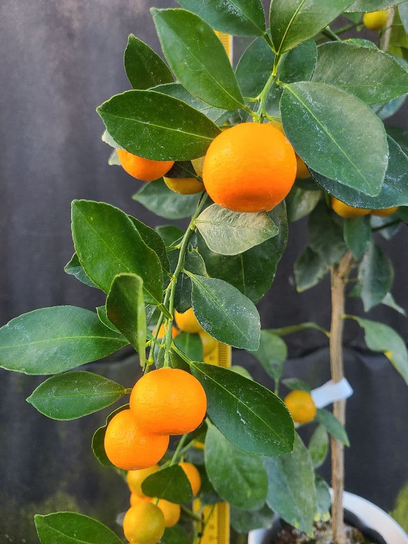①タチバナ（橘）実付き大株 6号鉢 接木3年生苗日本固有柑橘・耐寒性◎ 現品発送