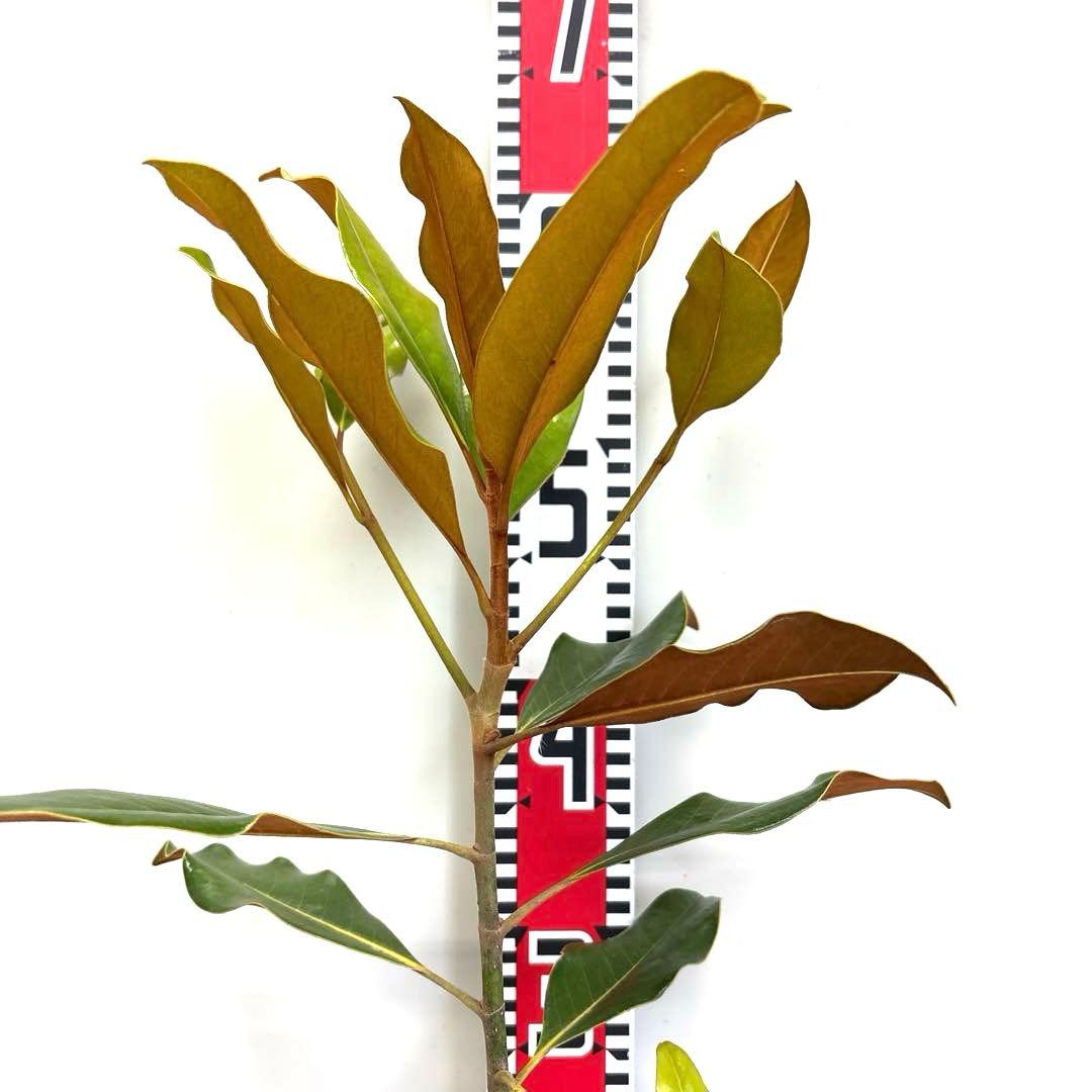 36.ケイパレス マグノリア 泰山木 タイサンボク 苗 苗木 小型品種