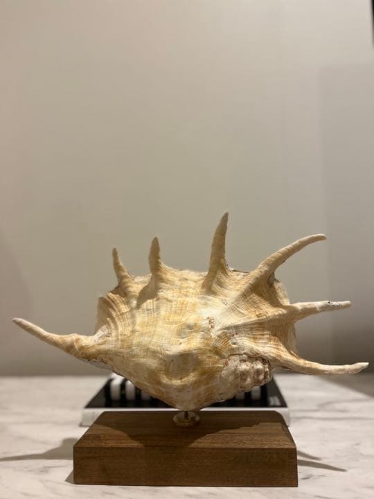 クモガイ 標本 貝殻 インテリア アート アンティーク 貝 オブジェ 雑貨