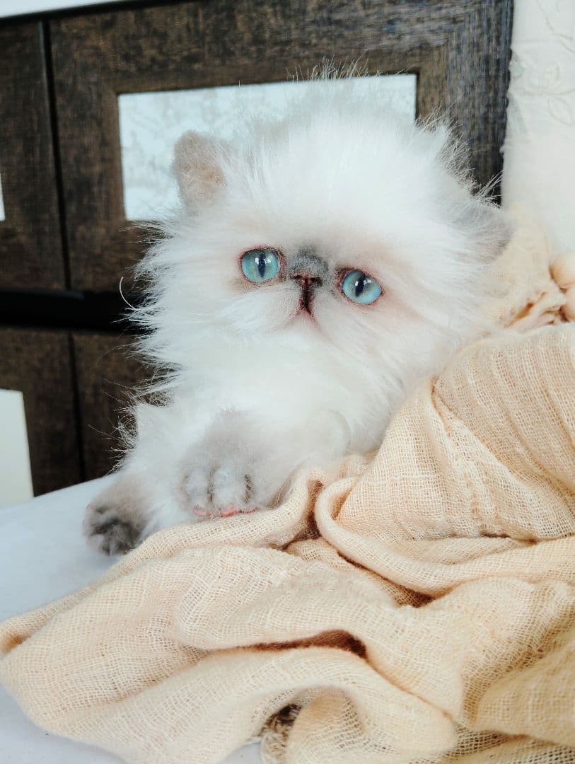 ヒマラヤン♡子猫のミミちゃん♡アートドール♡ぬいぐるみ♡