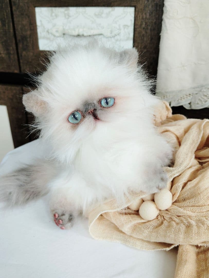 ヒマラヤン♡子猫のミミちゃん♡アートドール♡ぬいぐるみ♡