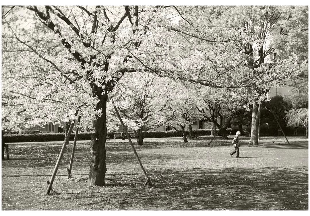 Leica Summicron 35mm f/2 6枚玉