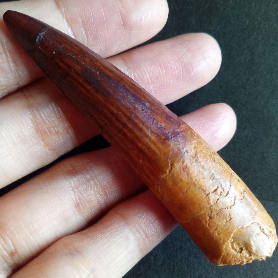 恐竜　スピノサウルス　歯化石　特大　美麗　７９mm