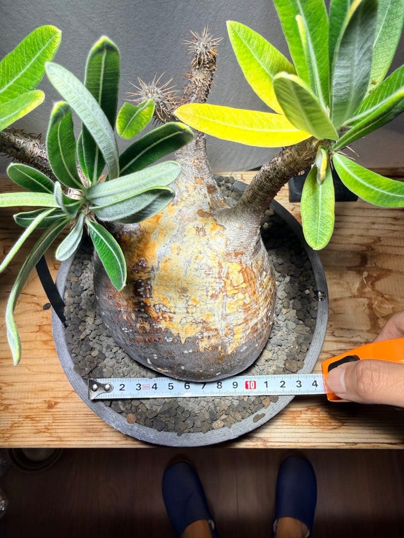 パキポディウム　グラキリス　現地球 発根済み みやび鉢