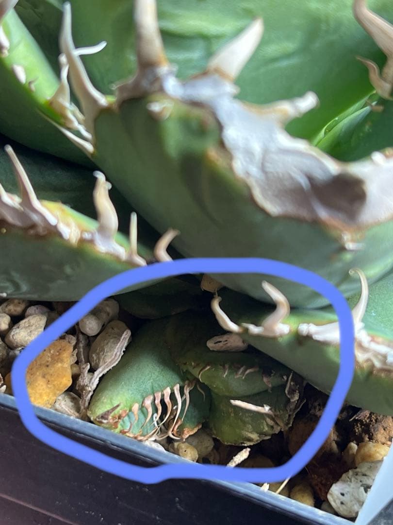 アガベ　チタノタ　shihao産　星空　ぶつぶつ