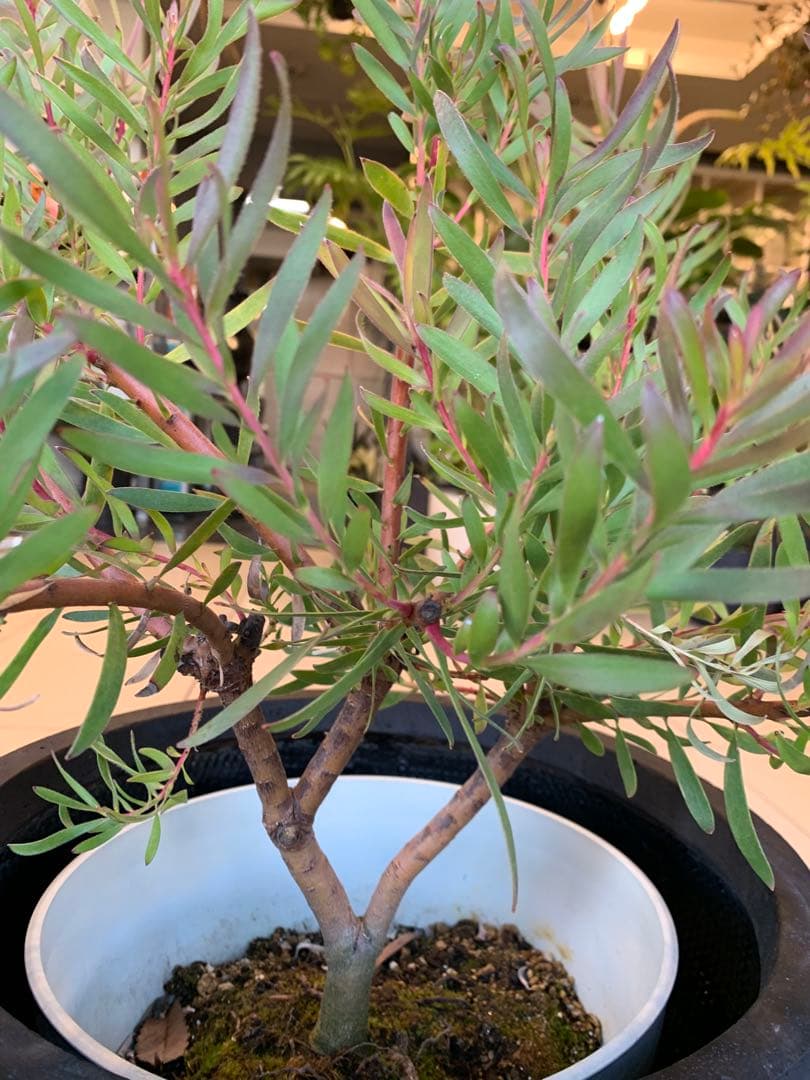 リューカデンドロン インカゴールド ファイバー鉢