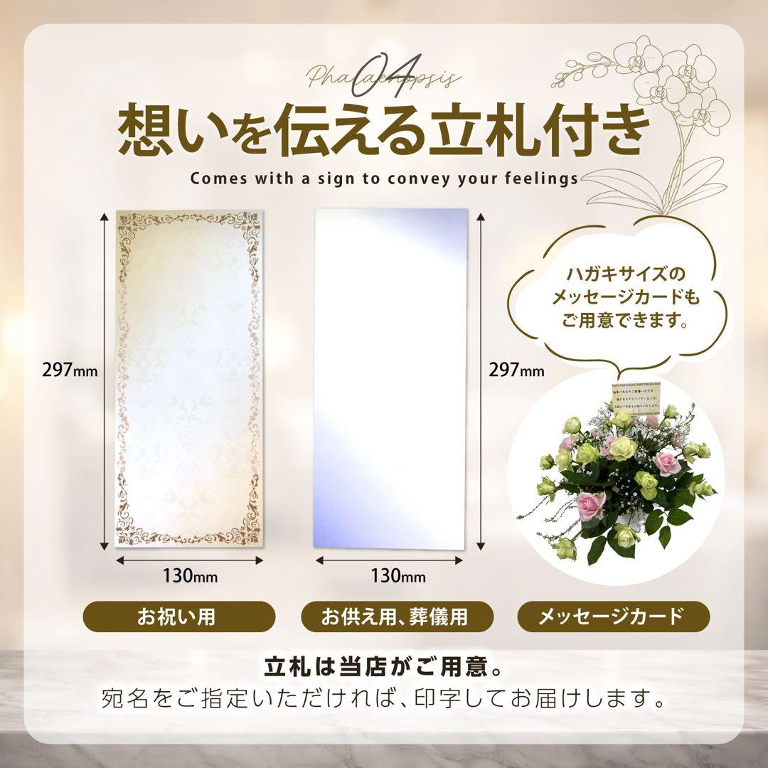 大輪胡蝶蘭　特殊染めブルー　3本立ち39輪 ラッピング有！送料無料！