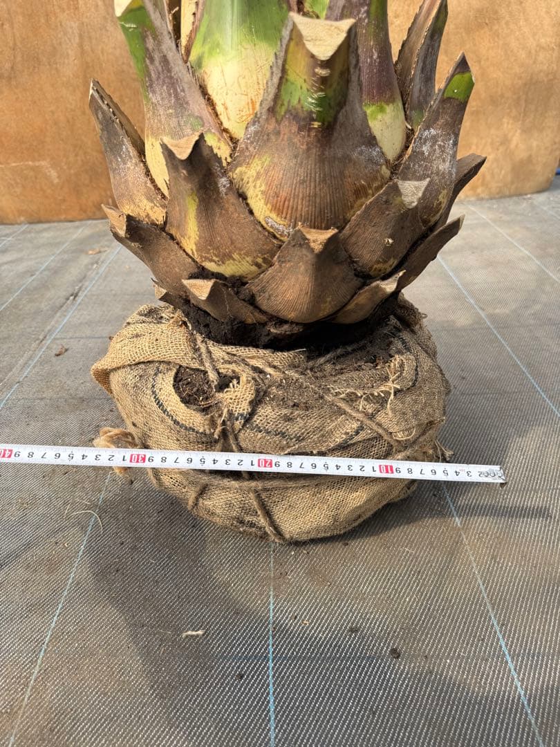 ココスヤシシルバーリーフ【極太】葉先170cm幹回り90cm 幹高40cm