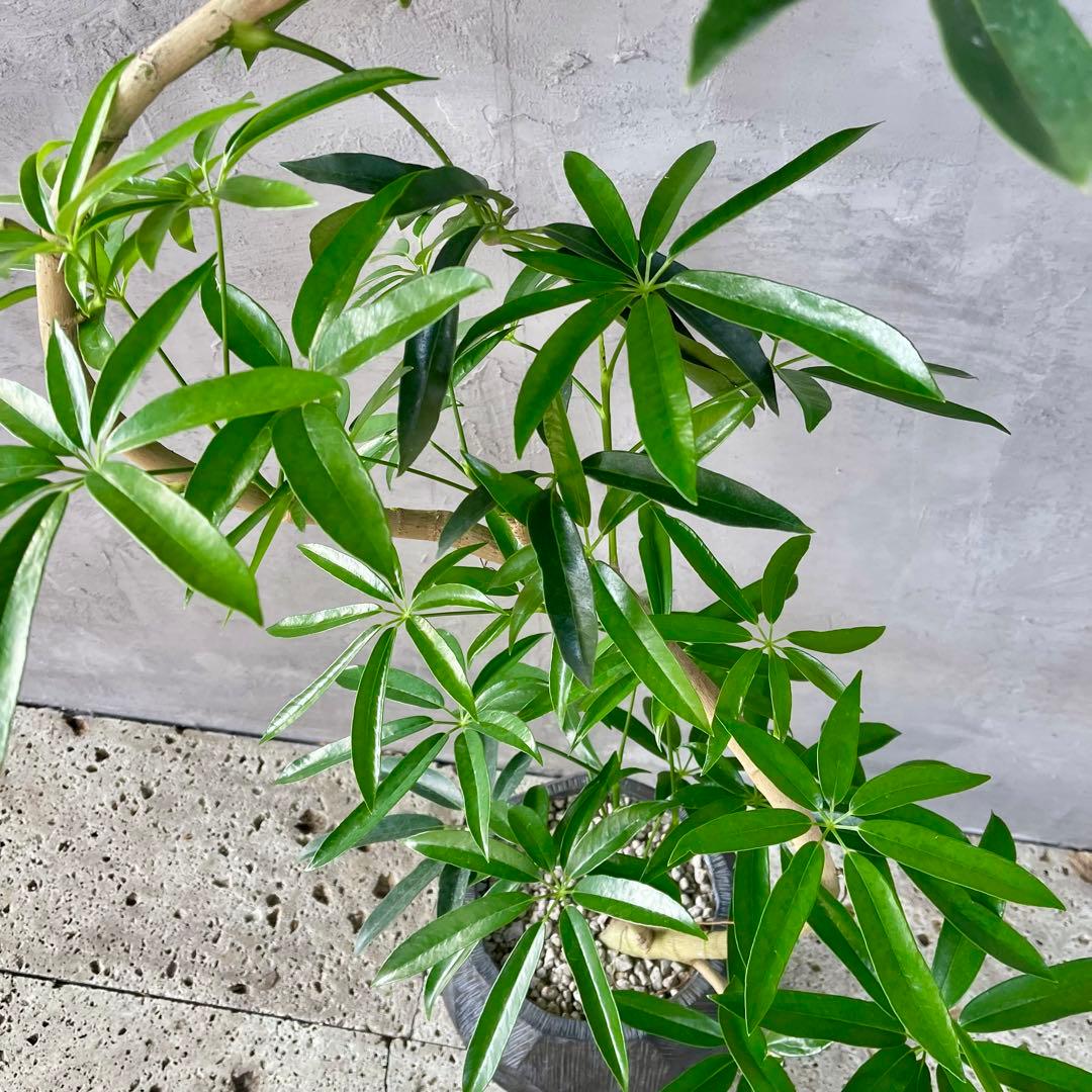 大型　シェフレラ　アンガスティフォリア　S字仕立て　陶器鉢　植え込み発送