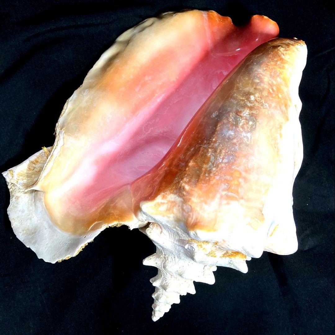 超特大　コンク貝、ピンク貝 (カリブ海産　特大サイズ　約30cm、2344g)