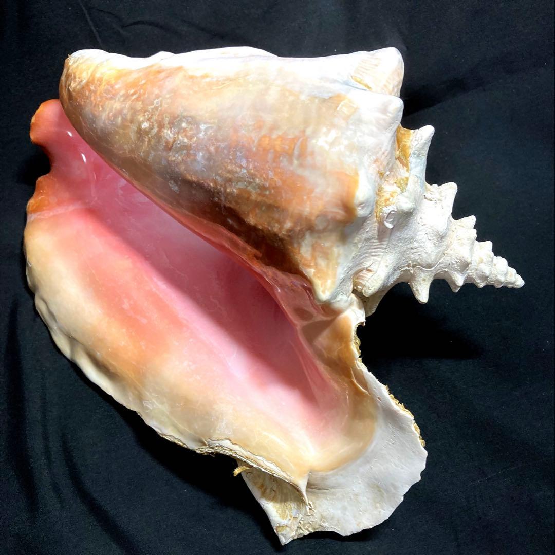 超特大　コンク貝、ピンク貝 (カリブ海産　特大サイズ　約30cm、2344g)