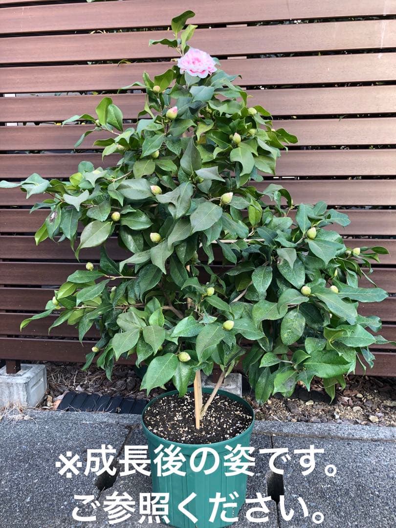 浦風　椿　接木苗　鉢底約100cm