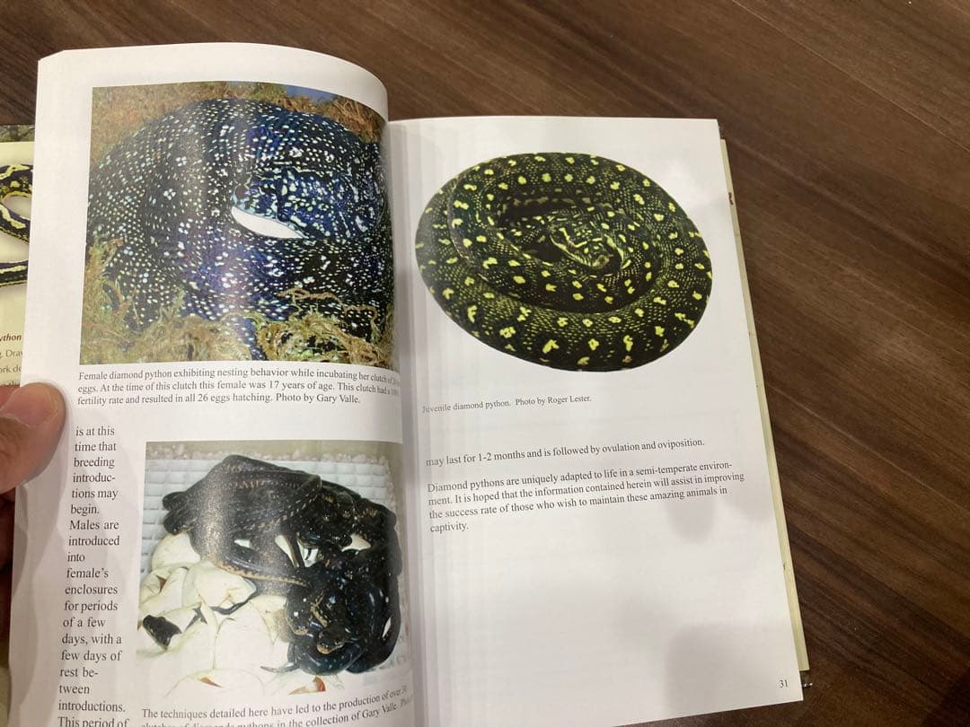 洋書 Complete Carpet Python 以下検索 蛇 パイソン ボア