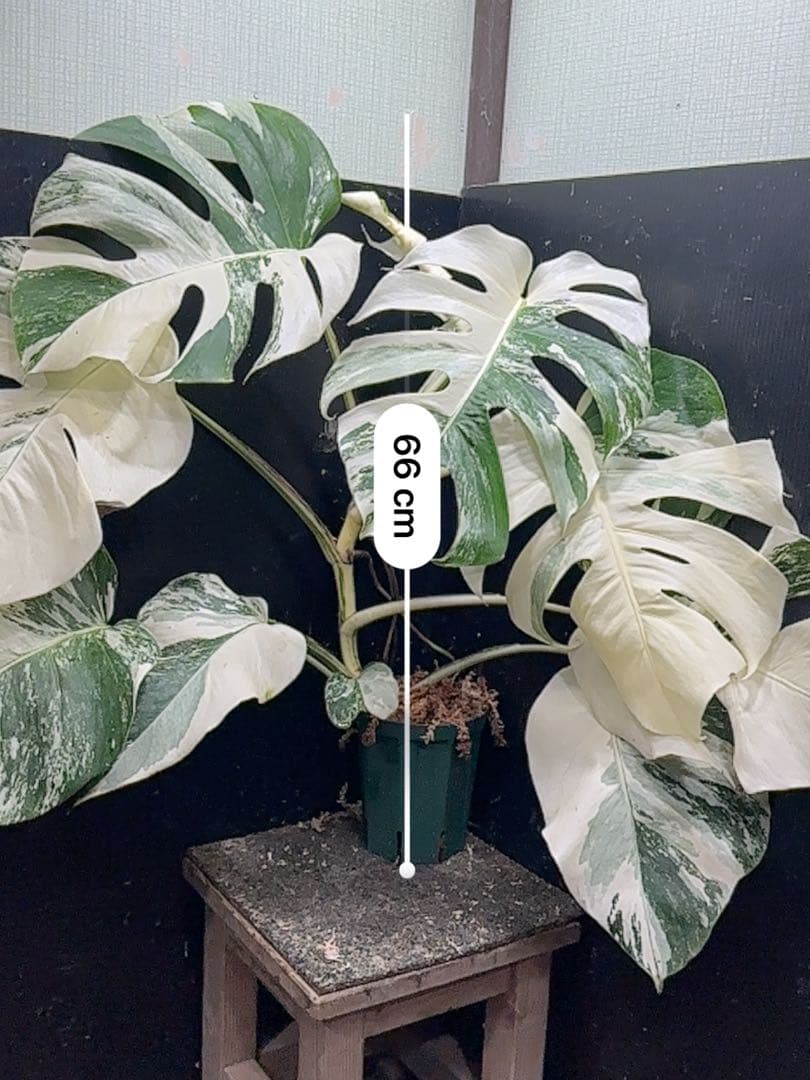 j*フ様 斑入りモンステラ ホワイトタイガー極美大株65cm白斑多