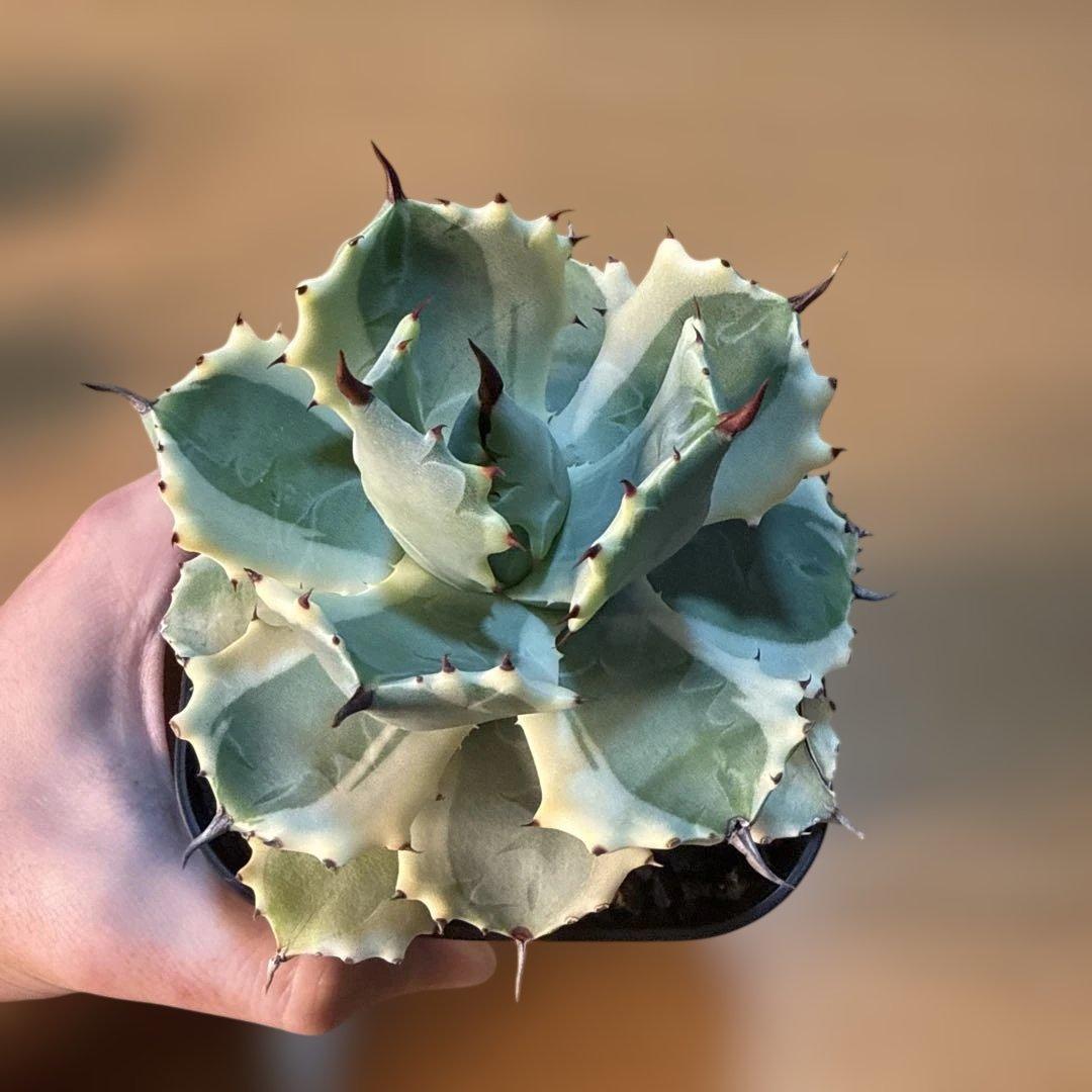 【極上】アガベ アトミックゴールド プレステラ105 極上ペンキ 赤棘