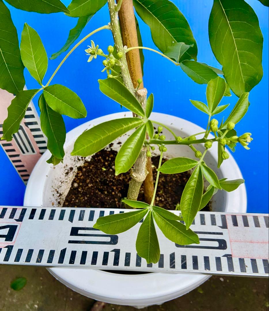 くろ❶-2ホワイトサポテ　ルーク 接木苗