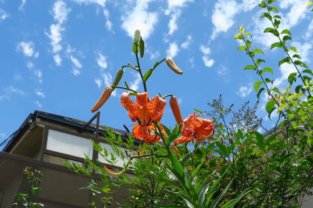 Canon PowerShot G7 X・バッテリー2個&SDカード付