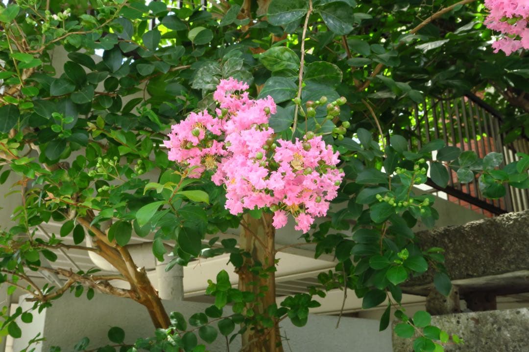 Canon PowerShot G7 X・バッテリー2個&SDカード付