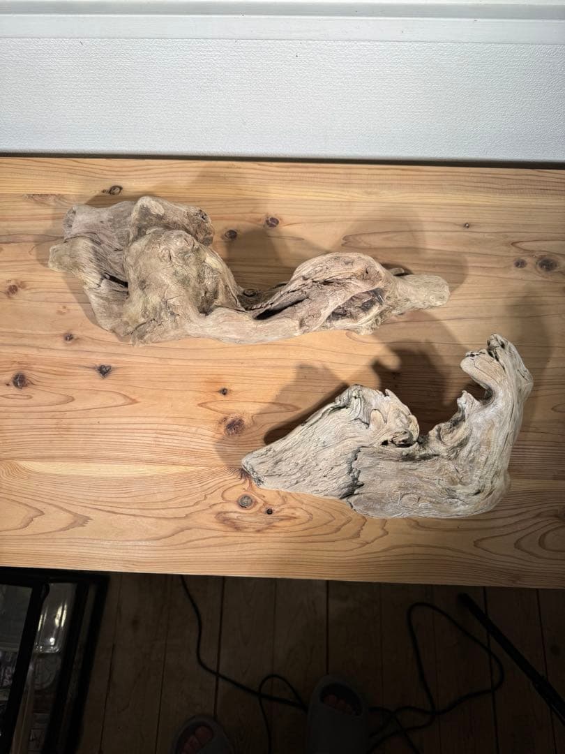 爬虫類　飼育セット　フトアゴ　リクガメ