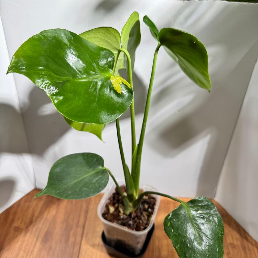 激レア？　モンステラ　デリシオーサ　緑斑&黄斑&白斑