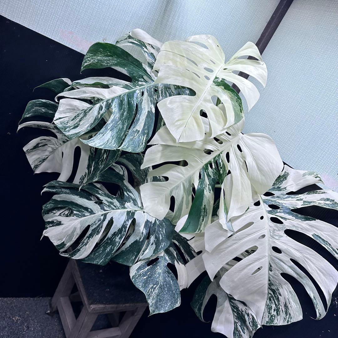 斑入りモンステラ ホワイトタイガー極美大株86cm白斑多