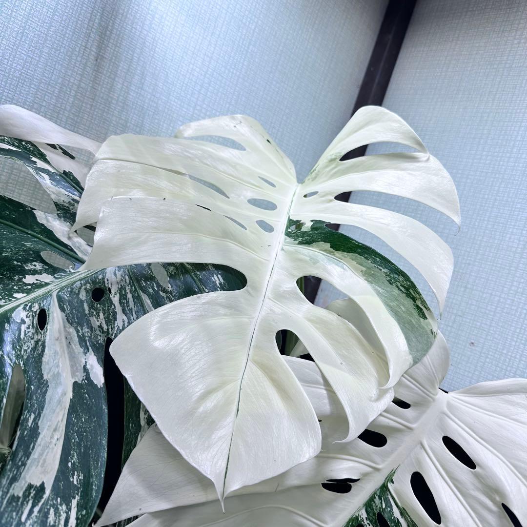 斑入りモンステラ ホワイトタイガー極美大株86cm白斑多