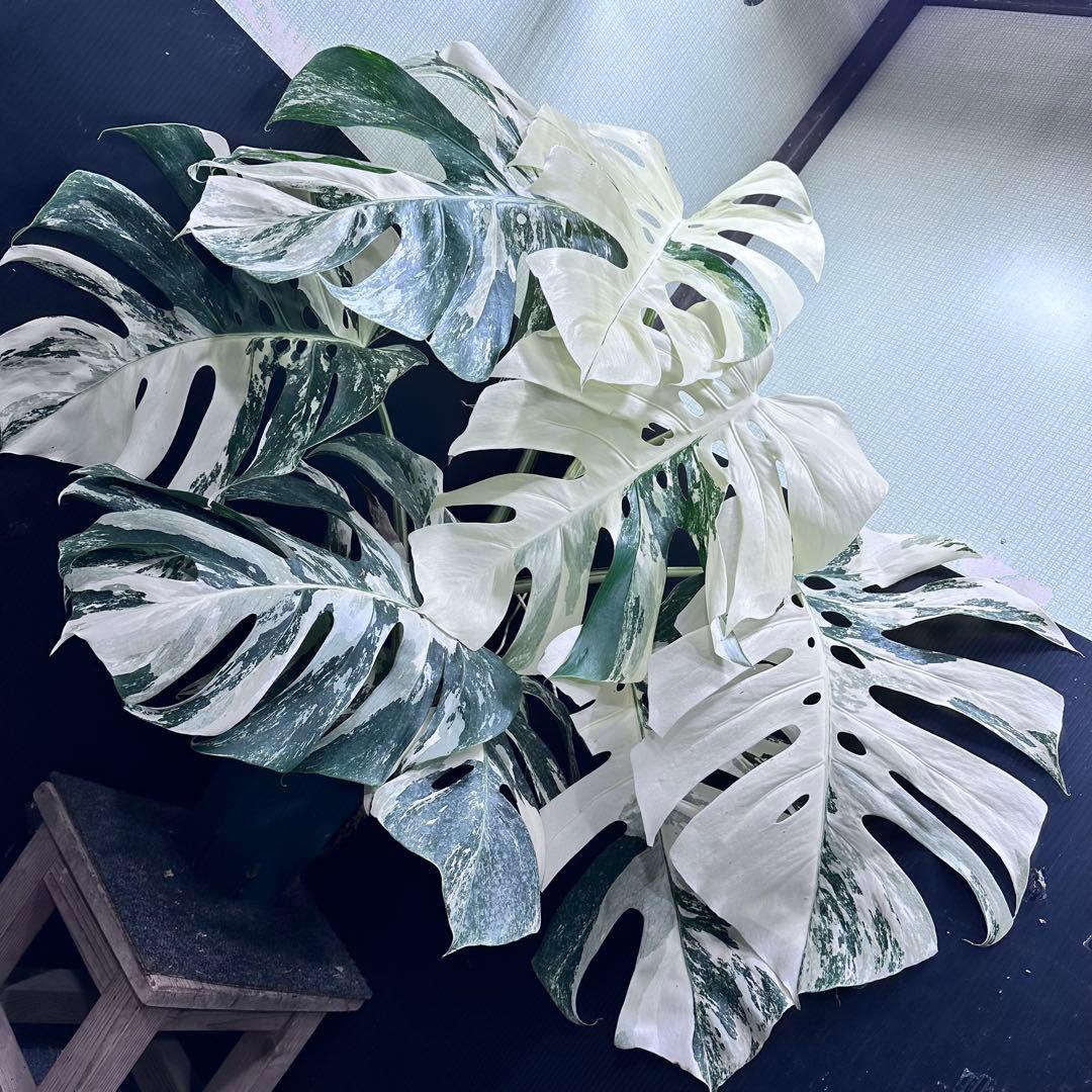 斑入りモンステラ ホワイトタイガー極美大株86cm白斑多