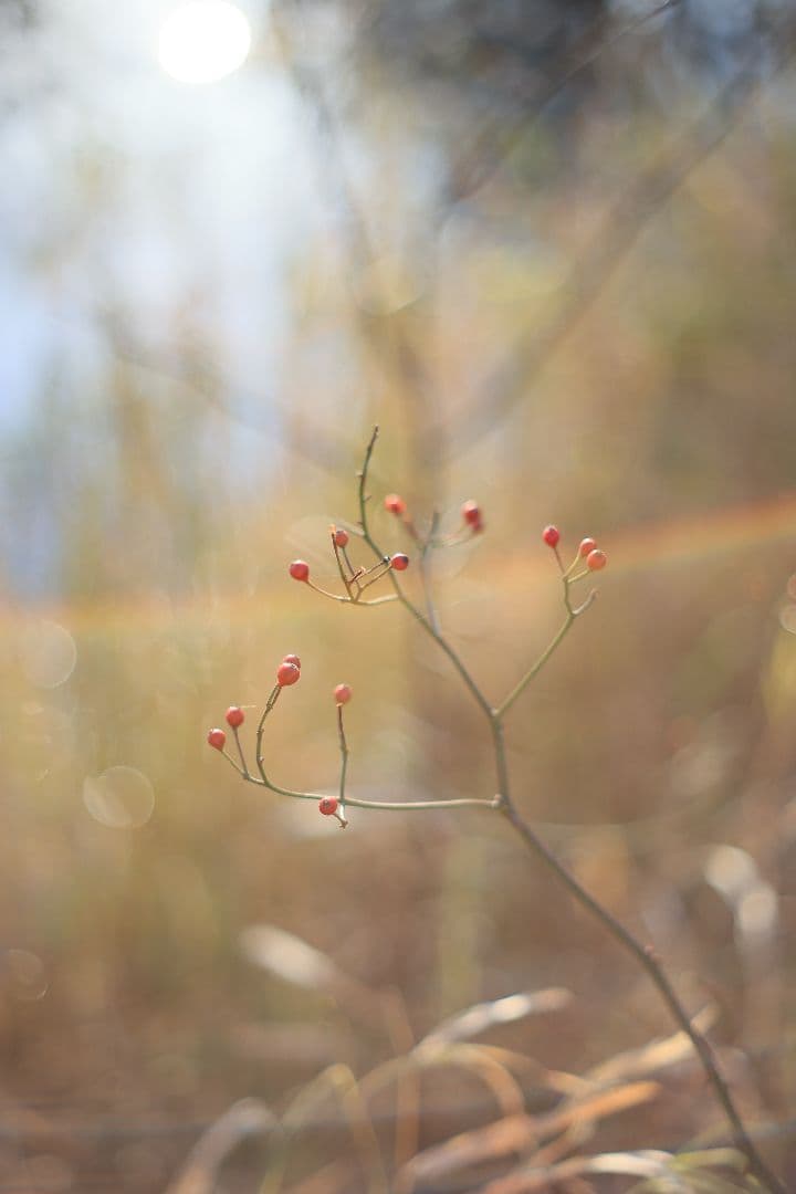 Super-Takumar 55mm F1.8 後期型 S/N：4053176