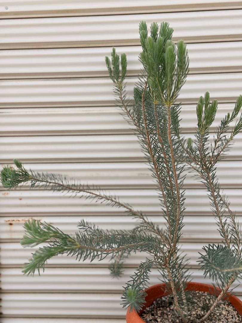 カロタムス ダスティーグレー 8号 鉢植え フトモモ科 オーストラリア原産