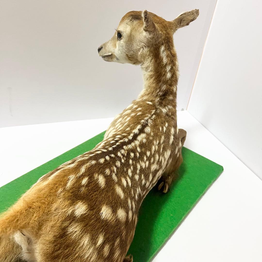剥製 小鹿 子鹿 ニホンジカ 置き物 ヴィンテージ バンビ インテリア オブジェ