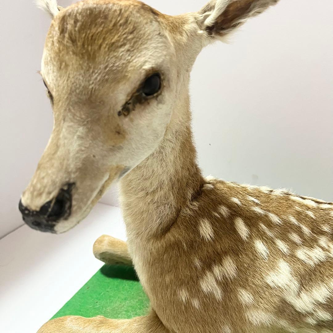 剥製 小鹿 子鹿 ニホンジカ 置き物 ヴィンテージ バンビ インテリア オブジェ