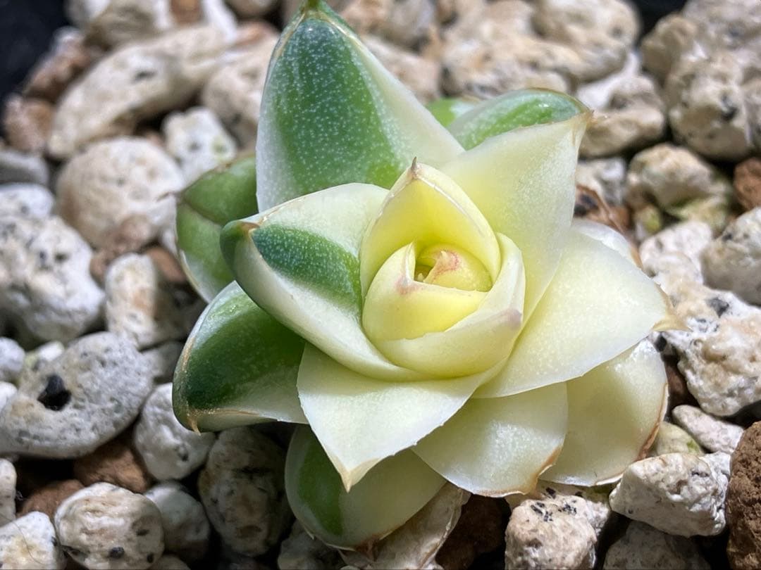 彪*丸様 【初売りオークション】74 アガベ　王妃笹の雪A型　ピンキー　変わり斑