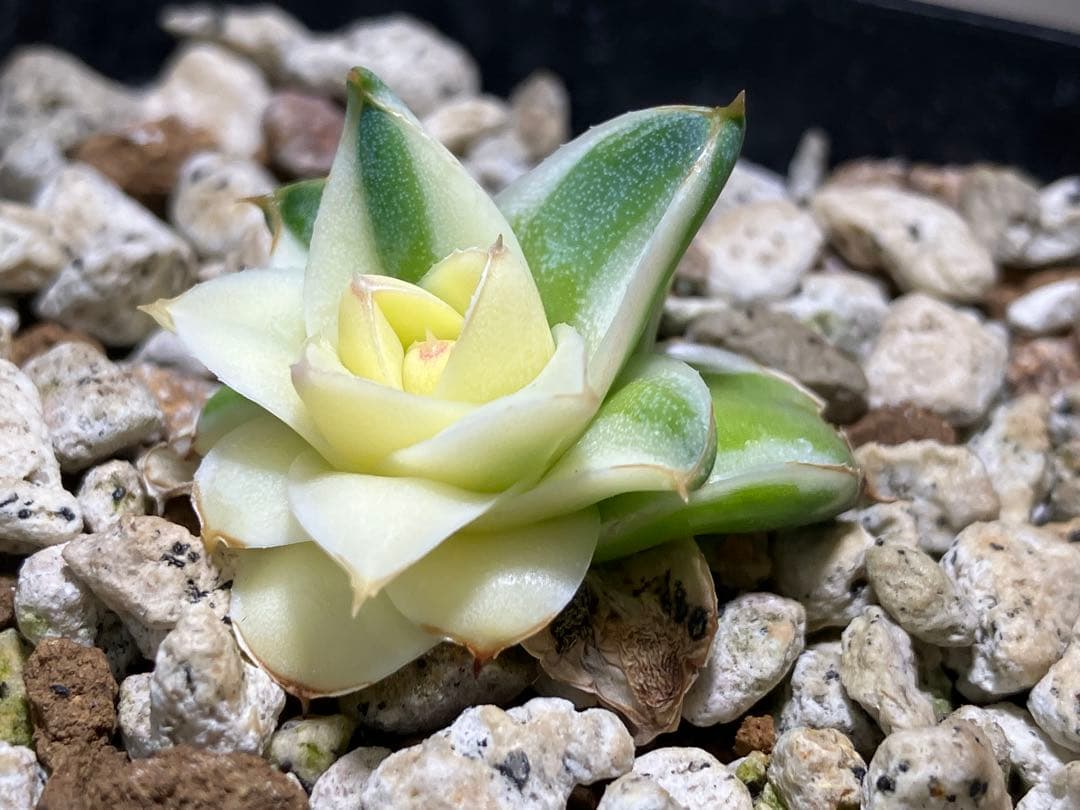 彪*丸様 【初売りオークション】74 アガベ　王妃笹の雪A型　ピンキー　変わり斑