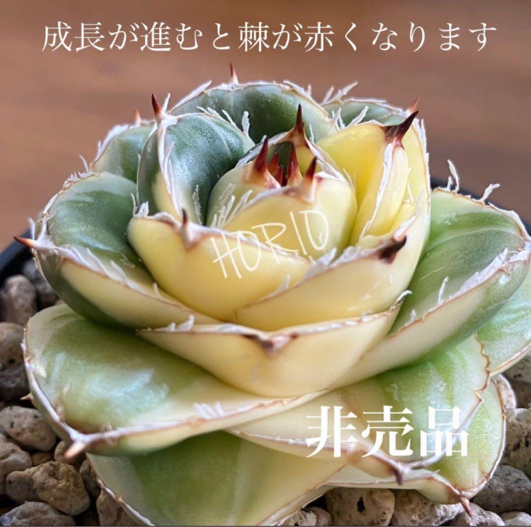 彪*丸様 【初売りオークション】74 アガベ　王妃笹の雪A型　ピンキー　変わり斑