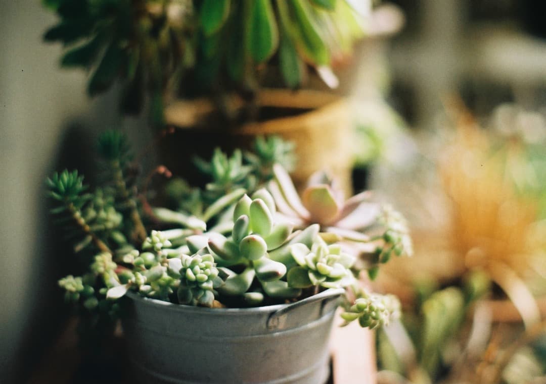 動作確認済 PENTAX ME super／SMC M 50mm f1.4