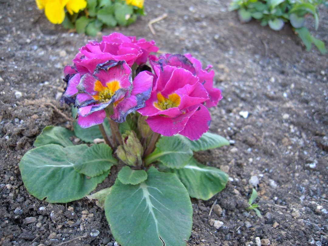 実写美⭕️良品【動作確認済】 Nikon COOLPIX S620 デジカメ