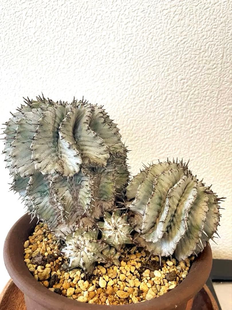 ホリダ　ストリアータ　ユーフォルビア