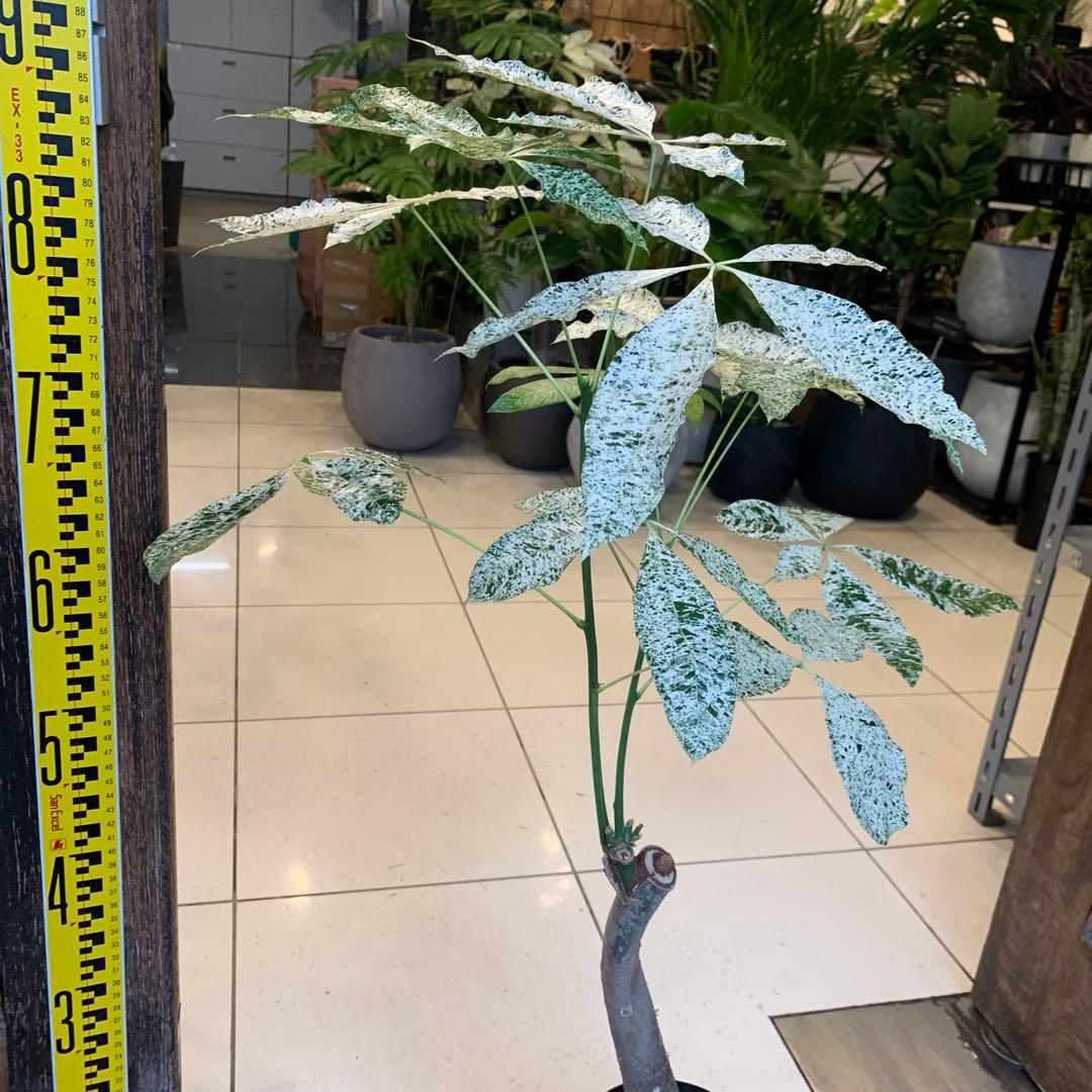 パキラ ミルキーウェイ 5号 3