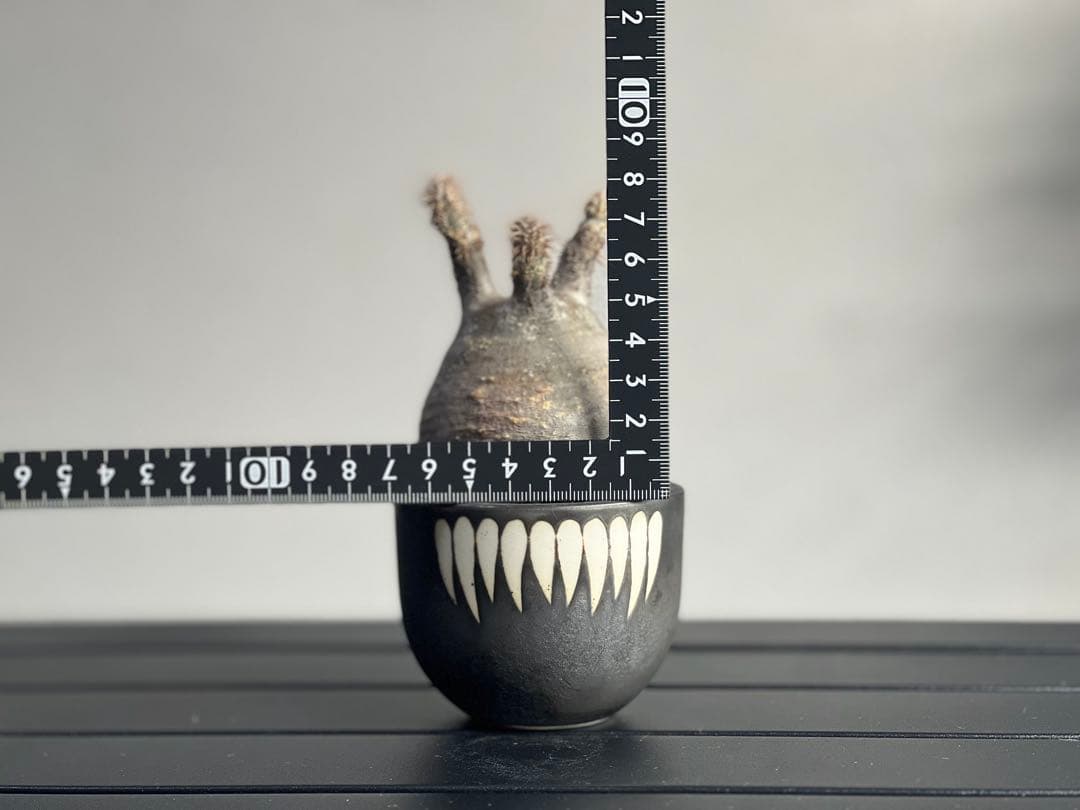 【休眠中】パキポディウム・グラキリス 現地球 VALIEM④