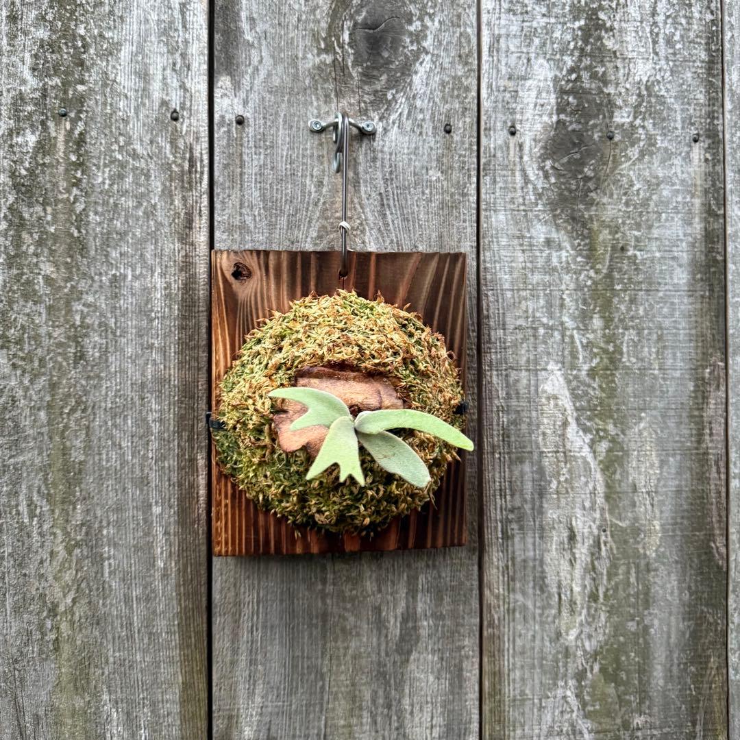 ビカクシダ P. willinckii Dwingeloo (pup)