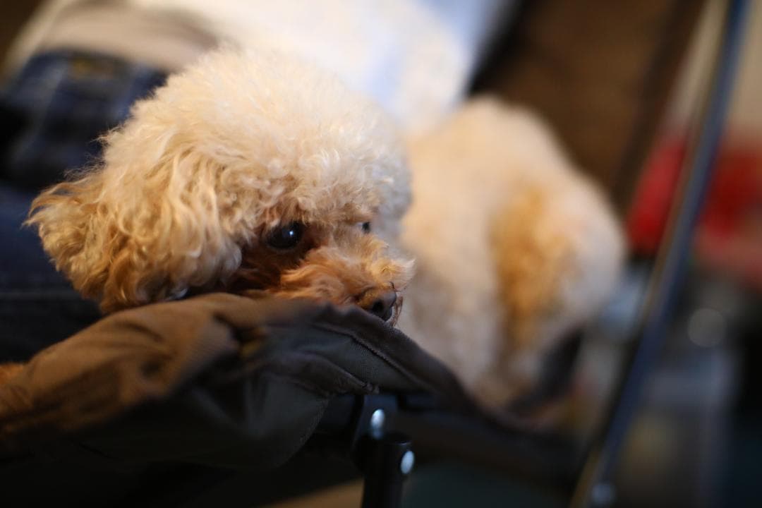 良品【整備済/完動品】OLYMPUS G.ZUIKO 55mm f1.2