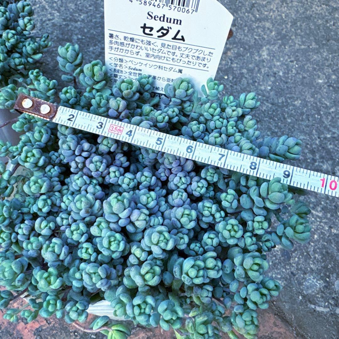 保留【のん様♬】パープルヘイズ2ポット