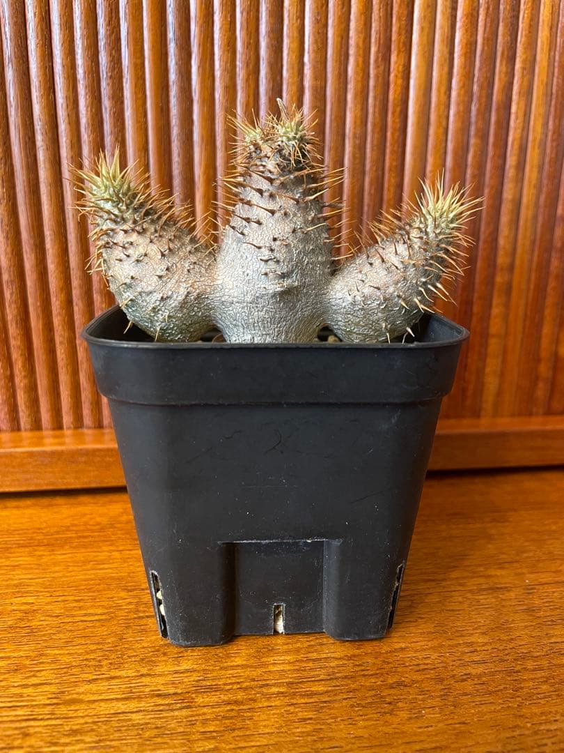 パキポディウム グラキリス　実生